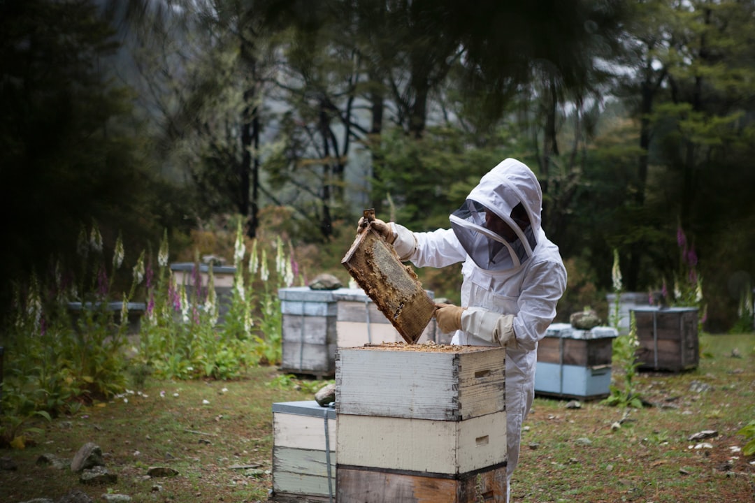 kamp tavası kamp tavası