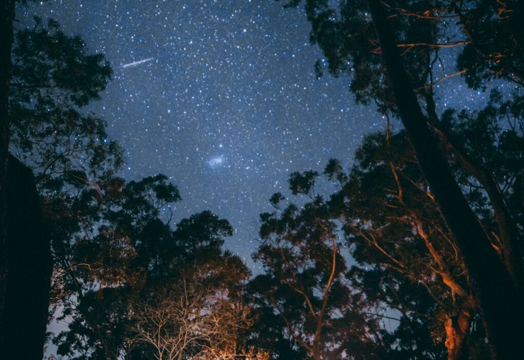 Ormanya Resimleri: Doğanın Büyüleyici Güzellikleri