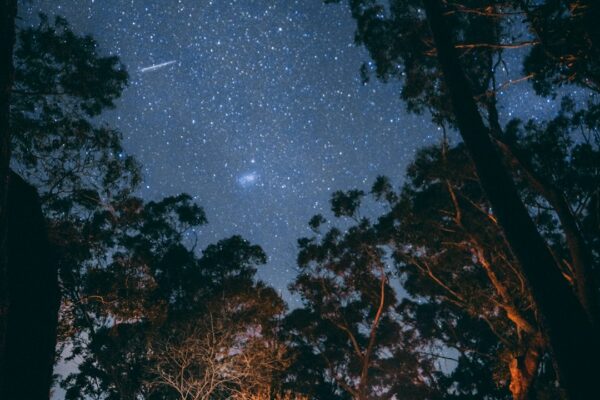 Ormanya Resimleri: Doğanın Büyüleyici Güzellikleri